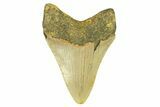 Serrated, Fossil Megalodon Tooth - North Carolina #294502-1